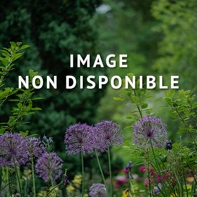 Photo indisponible AGAVE BLUE EMBER