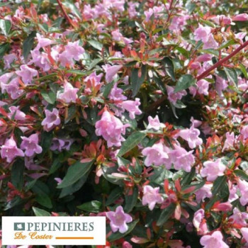 ABELIA X GRANDIFLORA EDWARD GOUCHER