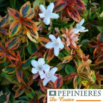ABELIA X GRANDIFLORA KALEIDOSCOPE