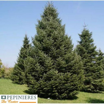 ABIES NORDMANNIANA
