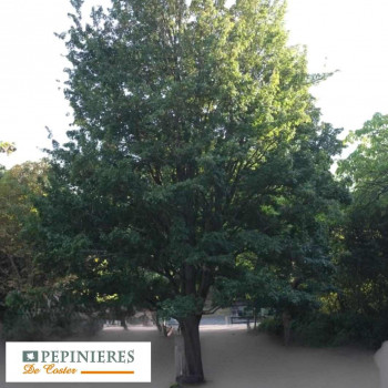 ACER CAMPESTRIS