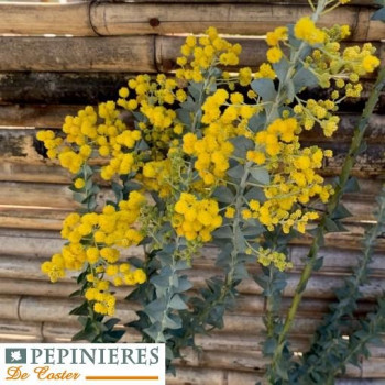 ACACIA CULTRIFORMIS