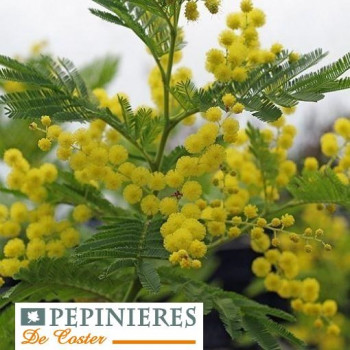 ACACIA DEALBATA LE GAULOIS