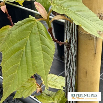 ACER DAVIDII VIPER ®