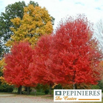ACER FREEMANI AUTUMN BLAZE