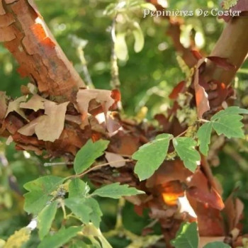 ACER GRISEUM