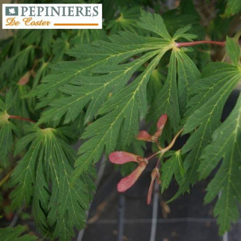 ACER JAPONICUM ACONITIFOLIUM