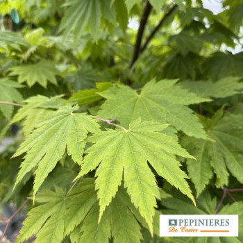 ACER JAPONICUM VITIFOLIUM