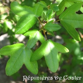 ACER MONPESSULANUM