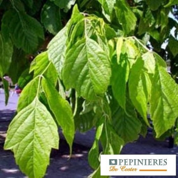 ACER NEGUNDO