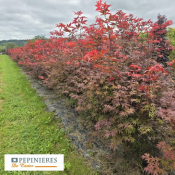ACER PALMATUM ATROPURPUREUM