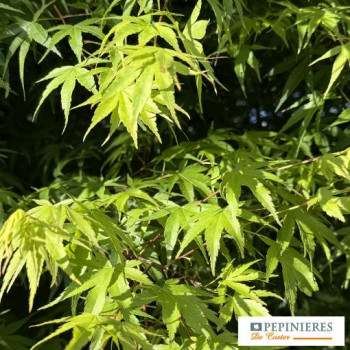 ACER PALMATUM ARAKAWA