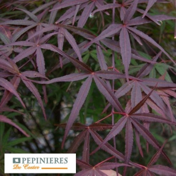 ACER PALMATUM ATROLINEARE