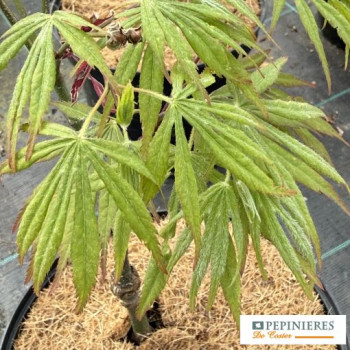 ACER PALMATUM AUTUMN RED