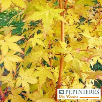 ACER PALMATUM BI-HOO