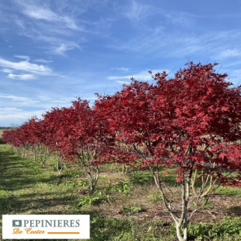 ACER PALMATUM BLOODGOOD