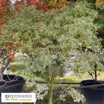 ACER PALMATUM BUTTERFLY