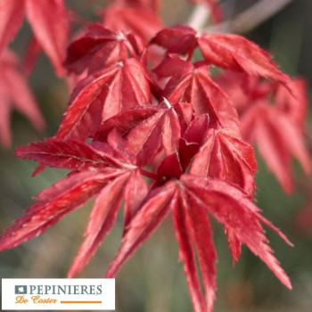 ACER PALMATUM DESHOJO