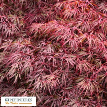 ACER PALMATUM DISSECTUM CRIMSON PRINCESS