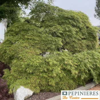 ACER PALMATUM DISSECTUM