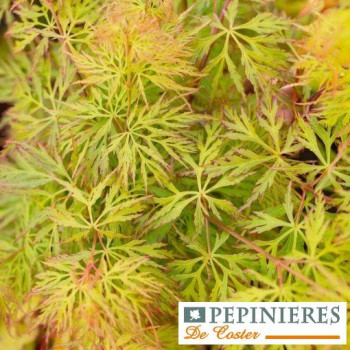ACER PALMATUM DISSECTUM EMERALD LACE