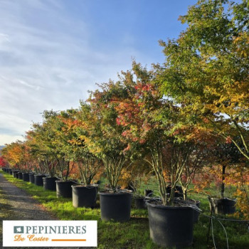 ACER PALMATUM