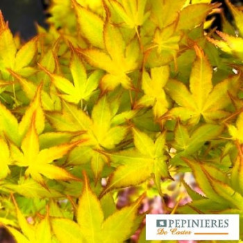 ACER PALMATUM AUREUM