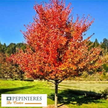 ACER PACIFIC SUNSET
