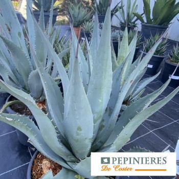 AGAVE DESERTI