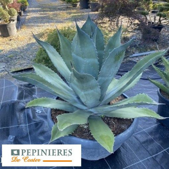 AGAVE FEROX
