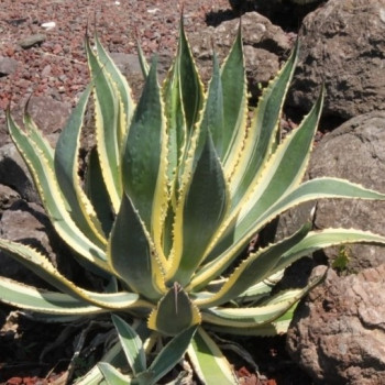 AGAVE  SPECTABILIS MARGINATA