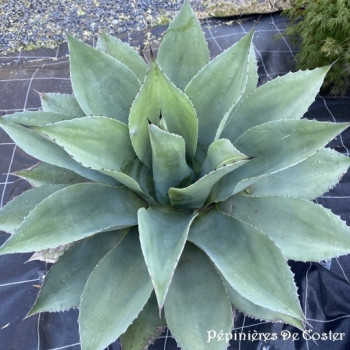 AGAVE OVATIFOLIA