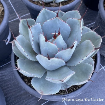AGAVE PARRYI TRUNCATA