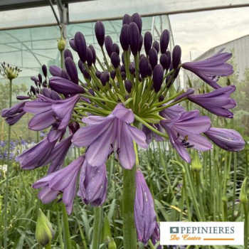 AGAPANTHUS  POPPIN PURPLE