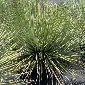 AGAVE STRICTA