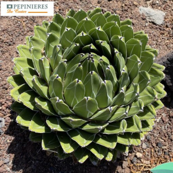 AGAVE VICTORIAE REGINAE