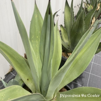 AGAVE WEBERI