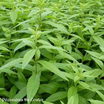 ALOYSIA CITRIODORA