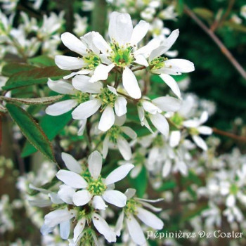 AMELANCHIER LAMARCKII