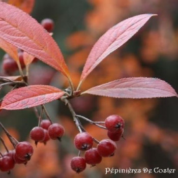 ARONIA ARBUTIFOLIA BRILLIANT