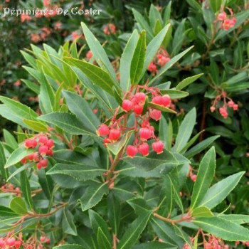 ARBUTUS UNEDO MERCURIUS