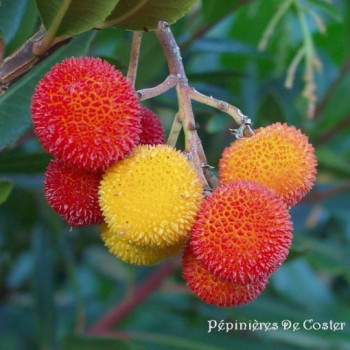 ARBUTUS UNEDO