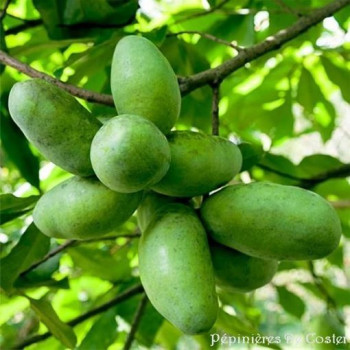 ASIMINA TRILOBA ALLEGHENY
