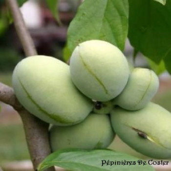 ASIMINA TRILOBA PRIMA 1216