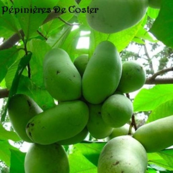 ASIMINA TRILOBA PROLIFIC
