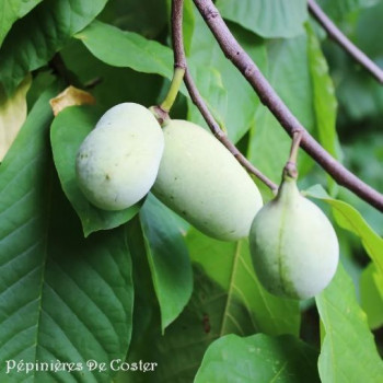 ASIMINA TRILOBA TROPICAL TREAT