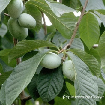 ASIMINA TRILOBA