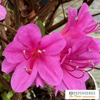 AZALEA JAPONICA AMOENA