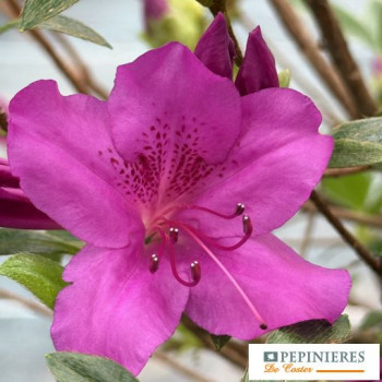 AZALEA JAPONICA BLAUE DONAU