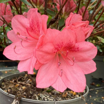 AZALEA JAPONICA BLAAUW'S PINK